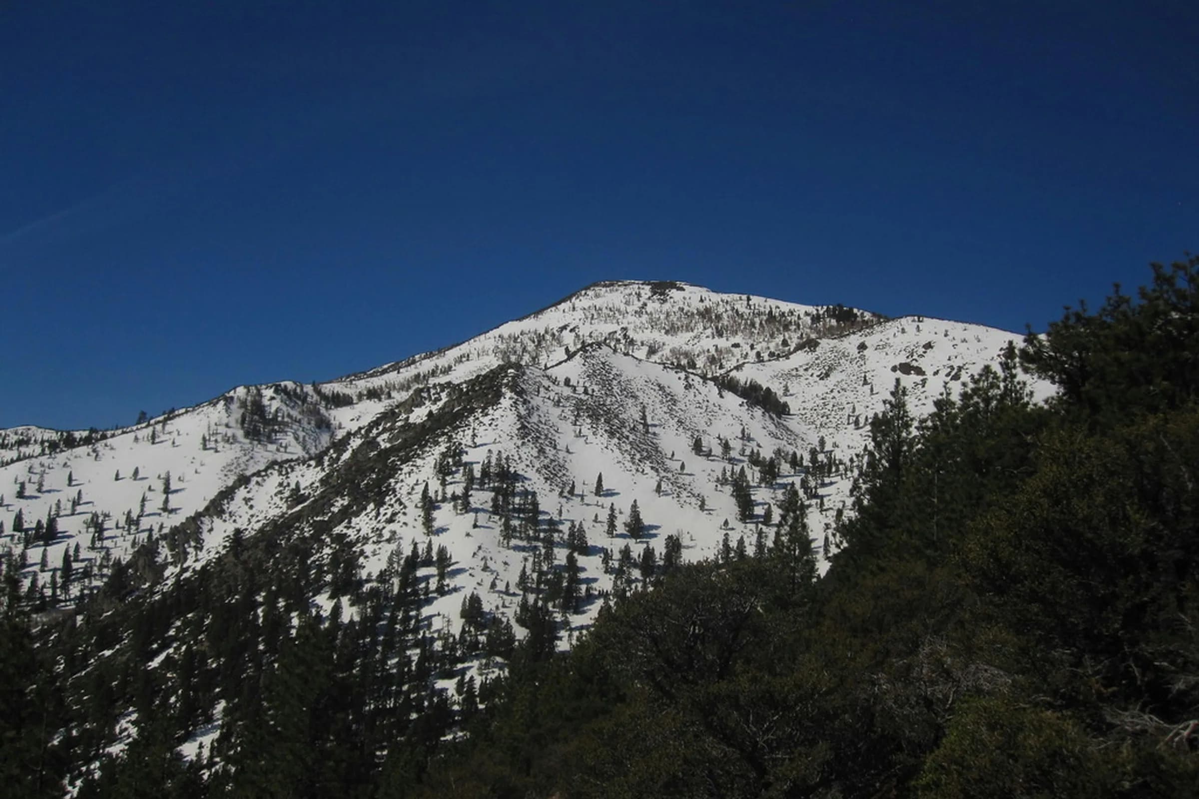 Snow-covered Mount Rose rising above pine forest under a deep blue sky